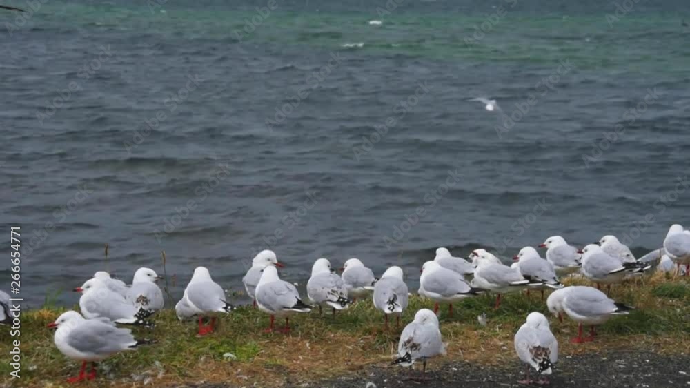 A group of Seagulls sitting and flying at the shore on a strip of grass A group of Seagulls sitting and flying at the shore on a strip of grass