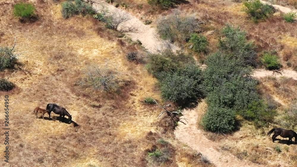 Aerial rotation around wild horses and their foals grazing in the open desert around the McDowell Mountain Preserve, Scottsdale, Arizona Concept: animals, nature Aerial rotation around wild horses and their foals grazing in the open desert around the McDowell Mountain Preserve, Scottsdale, Arizona Concept: animals, nature