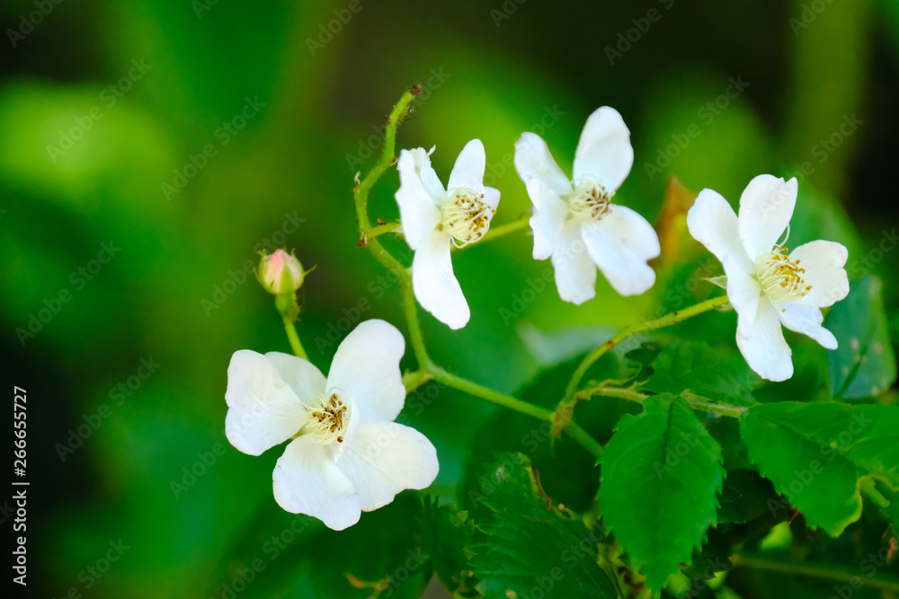 white flower white flower