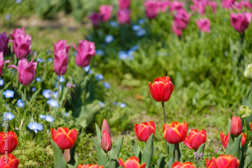 チューリップ　アドレム　赤　オレンジ色　黄色　花　馬見丘陵公園　奈良県 © Rummy & Rummy