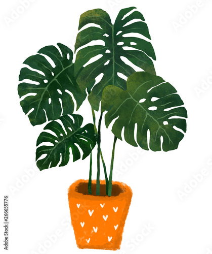 Popular houseplants, often foumd in graphic illustrations as well as among plant lovers. photo
