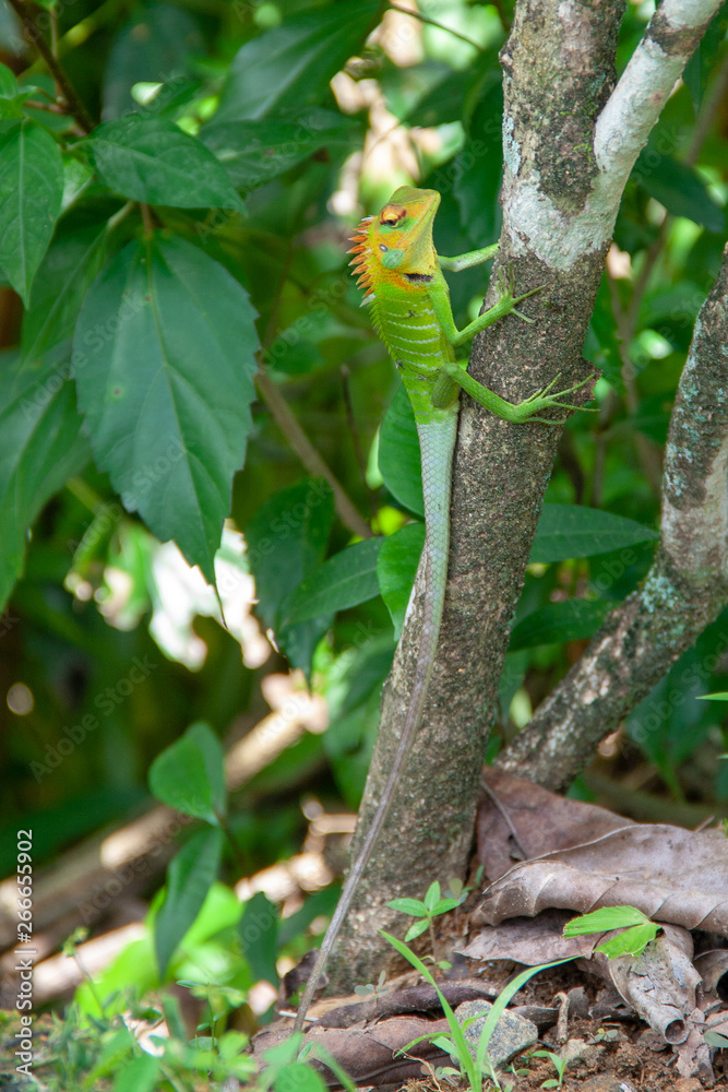 Green forest Lizard in Sri Lanka sitting on a tree branch