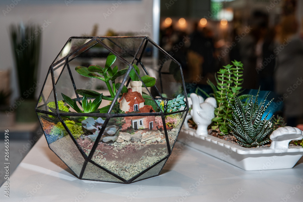Glass sphere for growing small succulents at home. Home plants. Art Glass sphere for growing small succulents at home. Home plants. Art