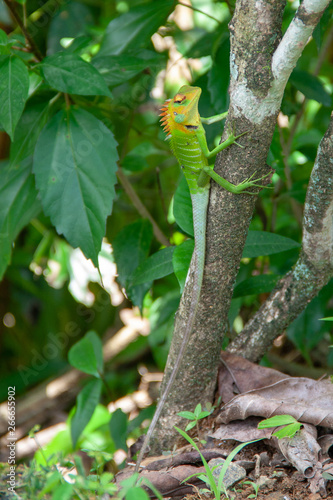 Obraz na płótnie Green forest Lizard in Sri Lanka sitting on a tree branch w salonie