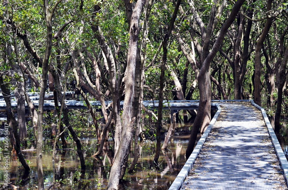 Wooden boardwalk on the water through Mangrove forest in Bicentennial park, Sydney, Australia. This footpath leads through the swamp with trees and sun rays Wooden boardwalk on the water through Mangrove forest in Bicentennial park, Sydney, Australia. This footpath leads through the swamp with trees and sun rays