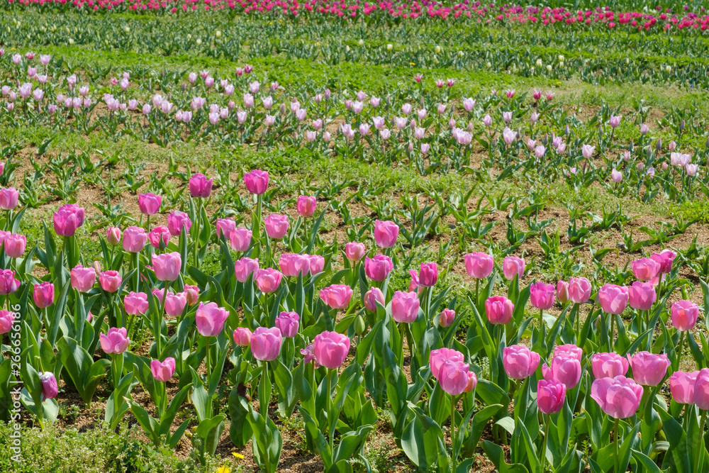 チューリップ　パープルプライド　紫色　花　馬見丘陵公園　奈良県