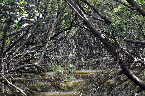 A beautiful view of tunnel-like trees reflected in the water of a peaceful stream (swamp) in Bicentennial Park, Sydney, Australia photo