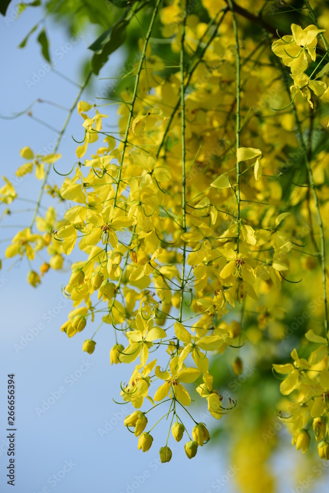 Ratchapruek flower has a beautiful yellow color. Ratchapruek flower has a beautiful yellow color.