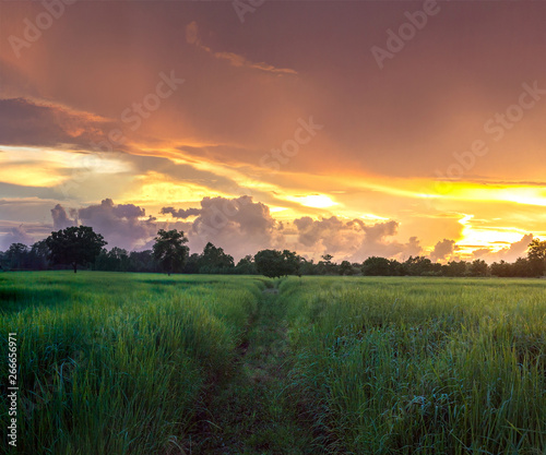 Beautiful view of rice field during sunset in Thailand © kpboonjit