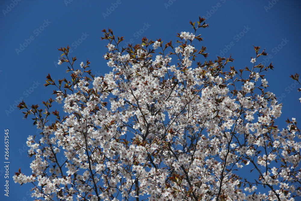 many branches of cherry blossoms against the blue sky many branches of cherry blossoms against the blue sky