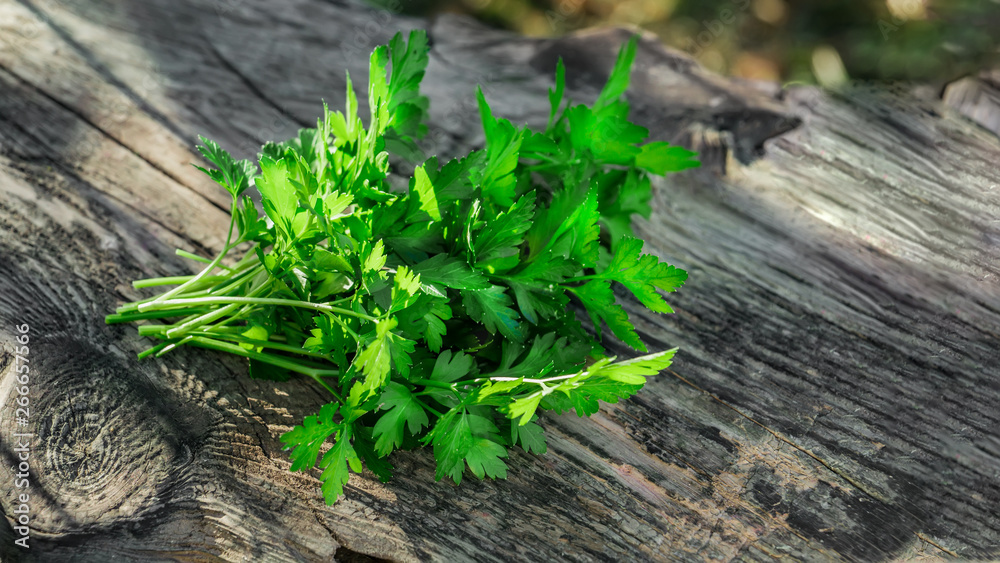 Fresh green parsley on a wooden table, cut in the city garden. selective focus Fresh green parsley on a wooden table, cut in the city garden. selective focus