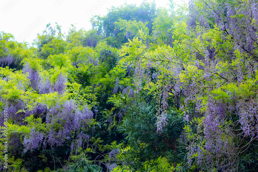 Fototapeta premium 友ヶ島の藤棚
