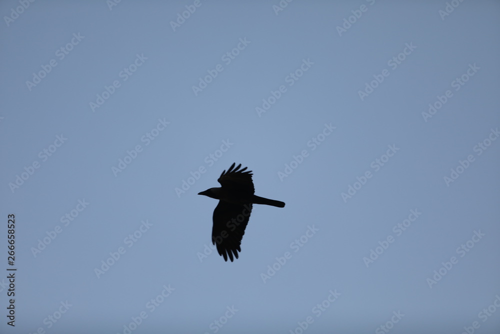 Fototapeta premium eagle in flight