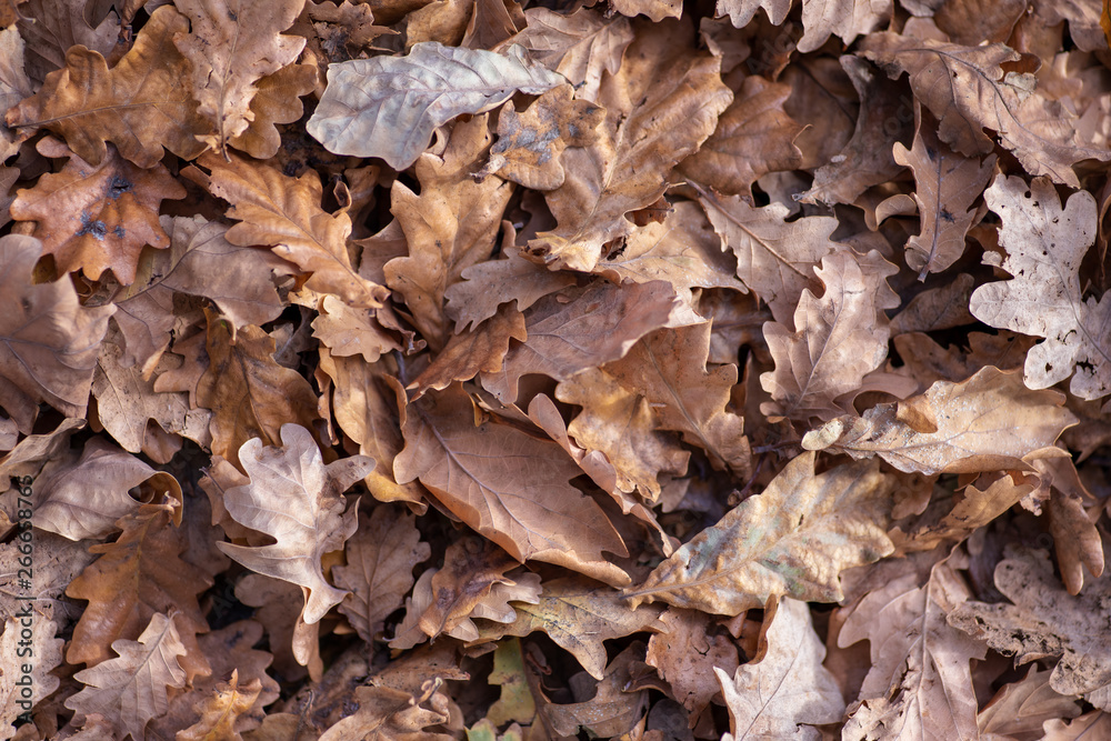 Close up shot of leafs during winter season Close up shot of leafs during winter season