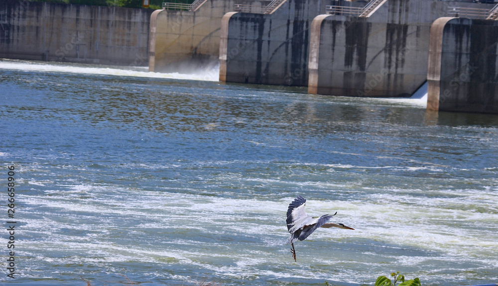 Obraz premium 날으는 왜가리