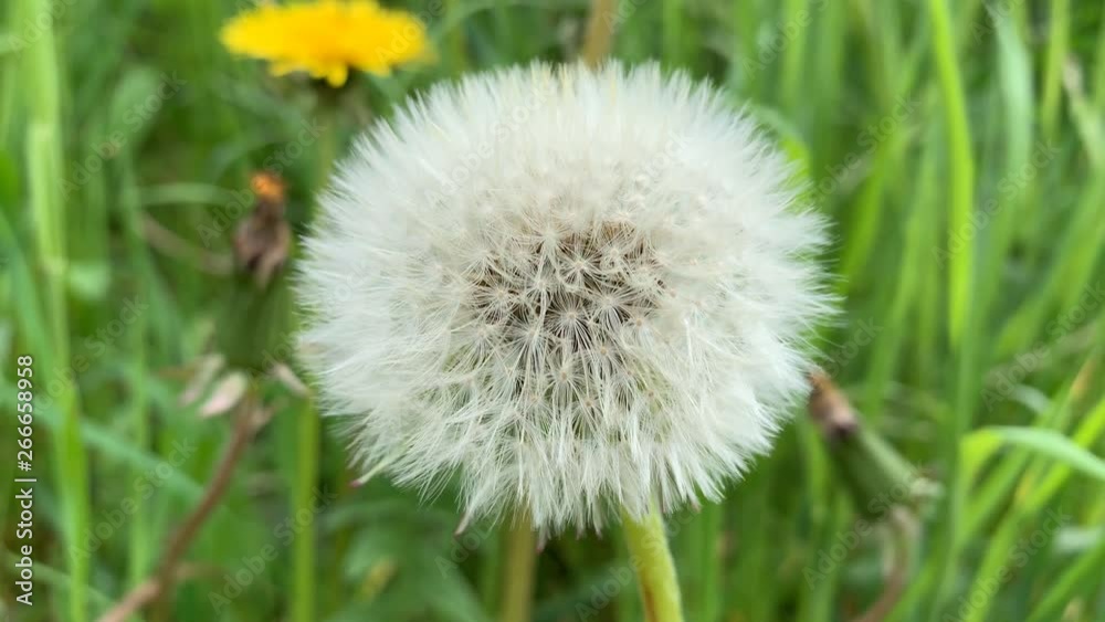 Dandelions in the closeup