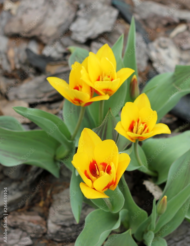 Spring. Nature in our northern region is still modestly dressed in summer outfit. But primroses bloom everywhere. Tulip. Spring. Nature in our northern region is still modestly dressed in summer outfit. But primroses bloom everywhere. Tulip.