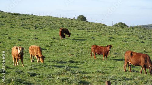 Cattle grazing on green hill © johnnywalker61