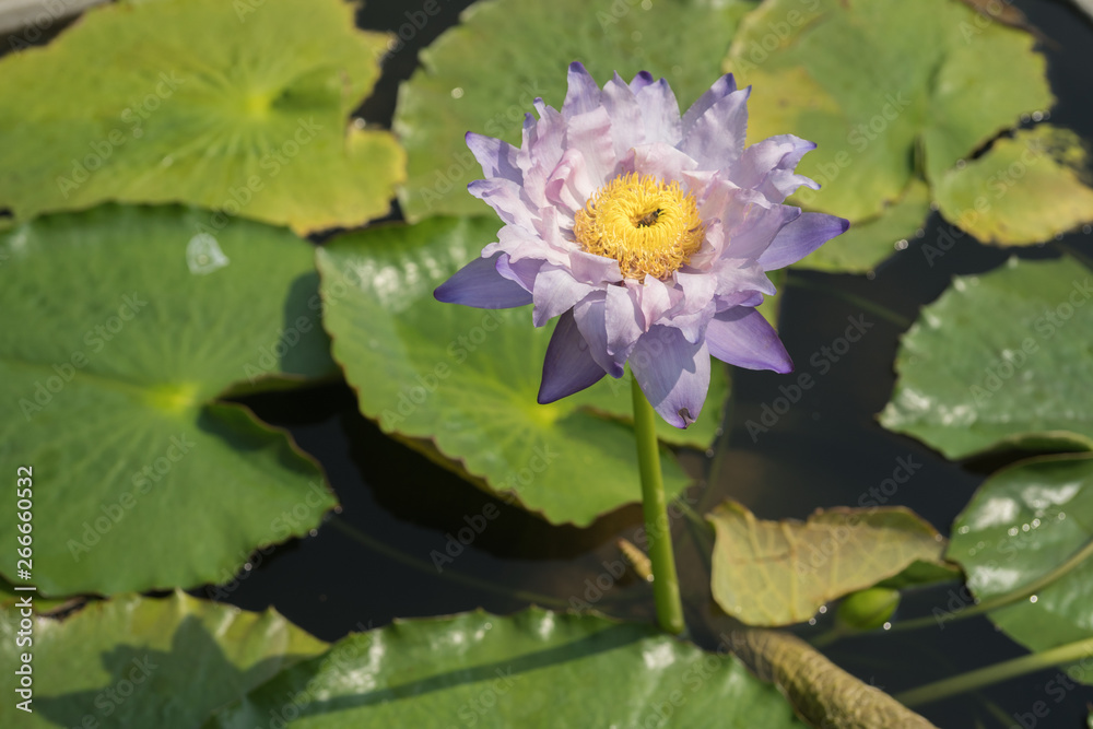 Nymphaea gigantea, water lilies resemble peonies Nymphaea gigantea, water lilies resemble peonies
