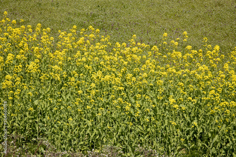 Obraz premium 菜の花畑
