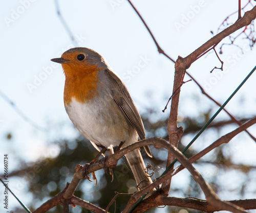 Beautiful robin in the garden