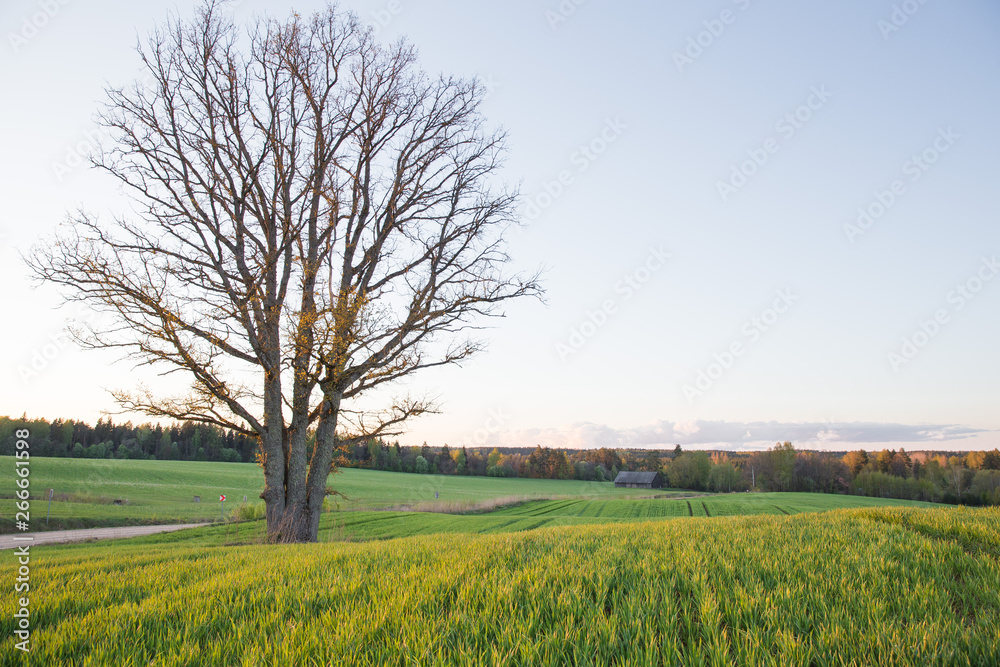 Fototapeta premium City Cesis, Latvia Republic. Oak tree and meadow with sunlight. Travel photo.