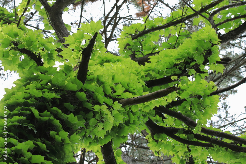 Fototapeta premium 蔦の絡まる大木 Big tree with ivy entangled