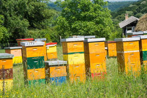 Beehives on a meadow