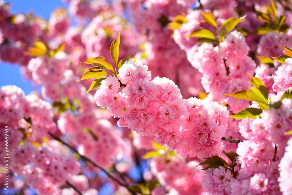 Ταπετσαρία Sakura Festival
