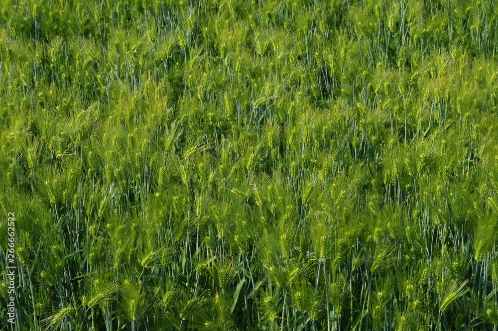 緑の麦畑 緑の麦畑