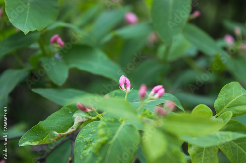 Flowering bush honeysuckle in the garden. Toned. lonicera tatarica. pink flower, flowering period