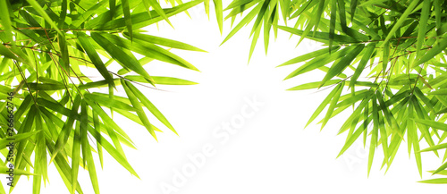 Background of green bamboo leaf isolate on white background with copy space..