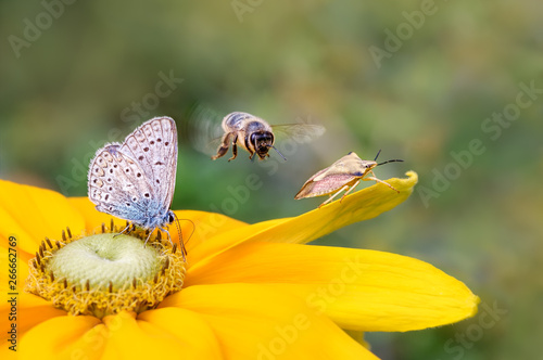 Insect biodiversity on a flower, a butterfly common blue (Polyommatus icarus), a bee (Anthophila) in flight and a shield bug (Carpocoris fuscispinus) on a Rudbeckia © kathomenden