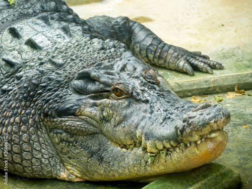 Crocodile. alligator jaw moss 