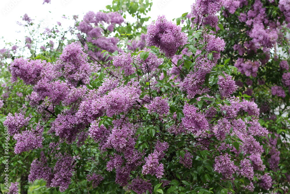Obraz premium Lilac blooms in spring park in the rain. Tassels of flowers fill the park with scent