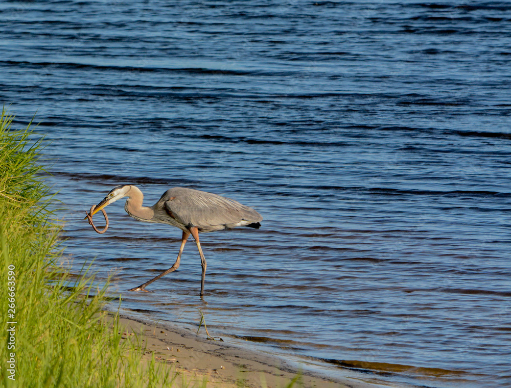 Great Blue Heron killing and eating a Boa snake. At Okeechobee lake