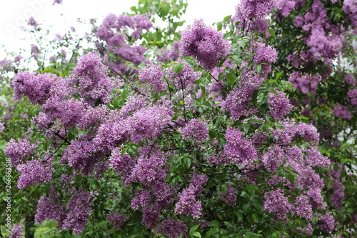  Lilac blooms in spring park in the rain. Tassels of flowers fill the park with scent