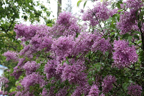 Lilac blooms in spring park in the rain. Tassels of flowers fill the park with scent