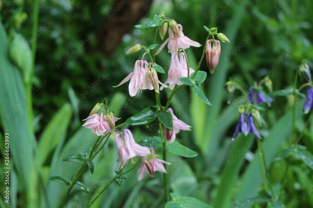 Purple flowers bloom in spring in gardens and forests Purple flowers bloom in spring in gardens and forests