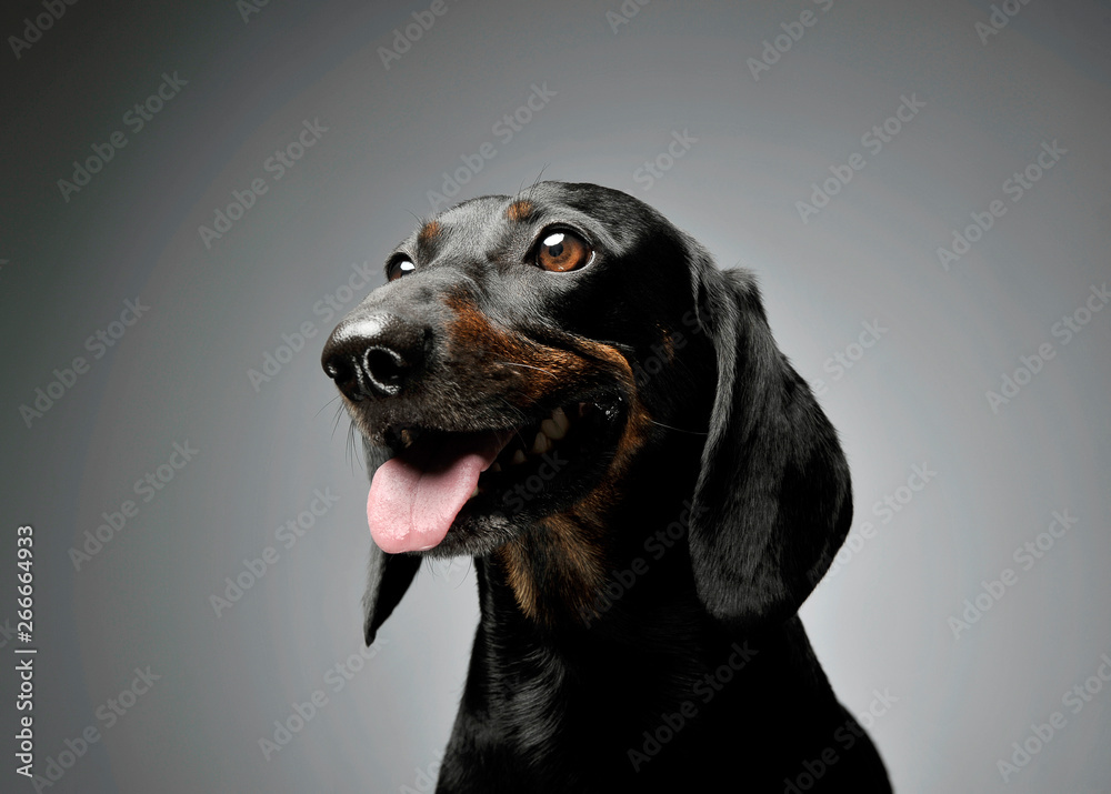 Portrait of an adorable Dachshund looking curiously