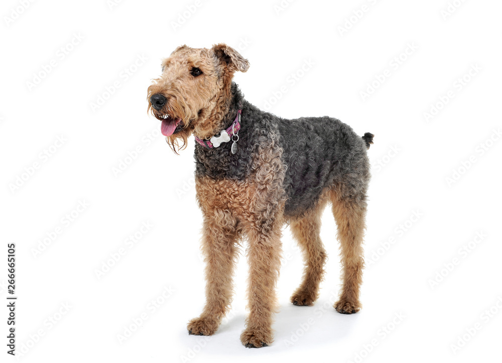 Studio shot of an adorable Airedale Terrier looking curiously Studio shot of an adorable Airedale Terrier looking curiously