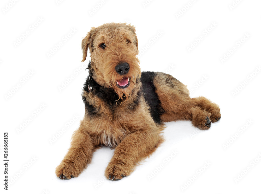 Studio shot of an adorable Airedale Terrier looking curiously at the camera Studio shot of an adorable Airedale Terrier looking curiously at the camera
