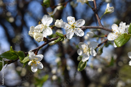 Plum flowers on the tree.