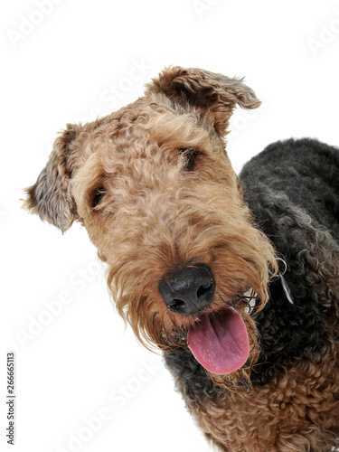 Portrait of an adorable Airedale Terrier looking satisfied