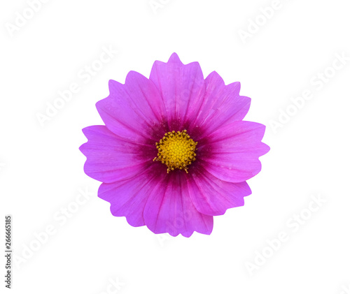 Pink starburst flowers on white background.