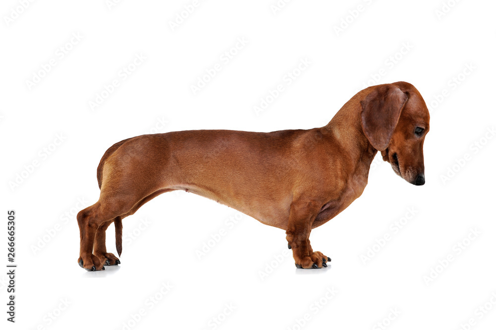 Studio shot of an adorable Dachshund standing on white background Studio shot of an adorable Dachshund standing on white background
