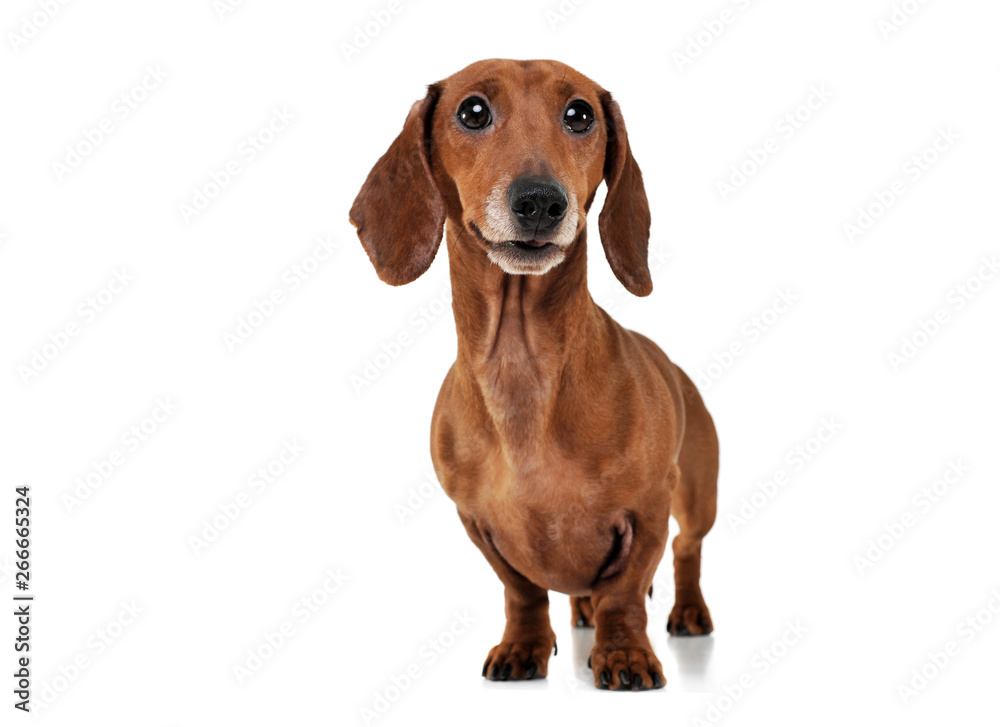 Studio shot of an adorable Dachshund looking curiously at the camera