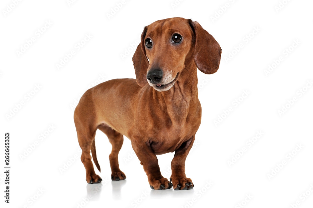 Studio shot of an adorable Dachshund looking curiously