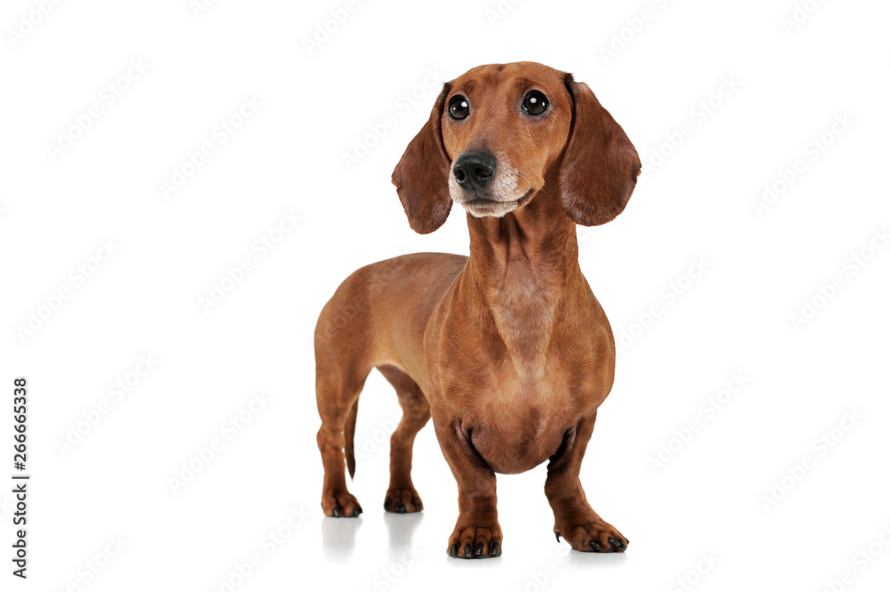 Studio shot of an adorable Dachshund looking curiously
