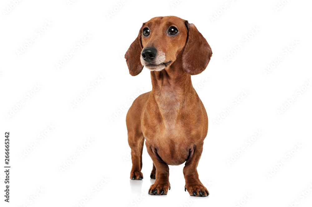 Studio shot of an adorable Dachshund looking curiously